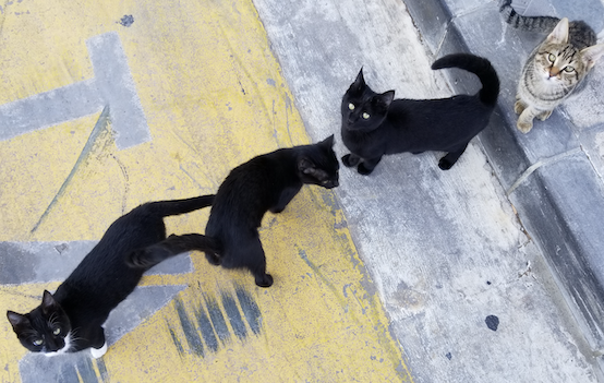 Holistinė terapija gyvūnams