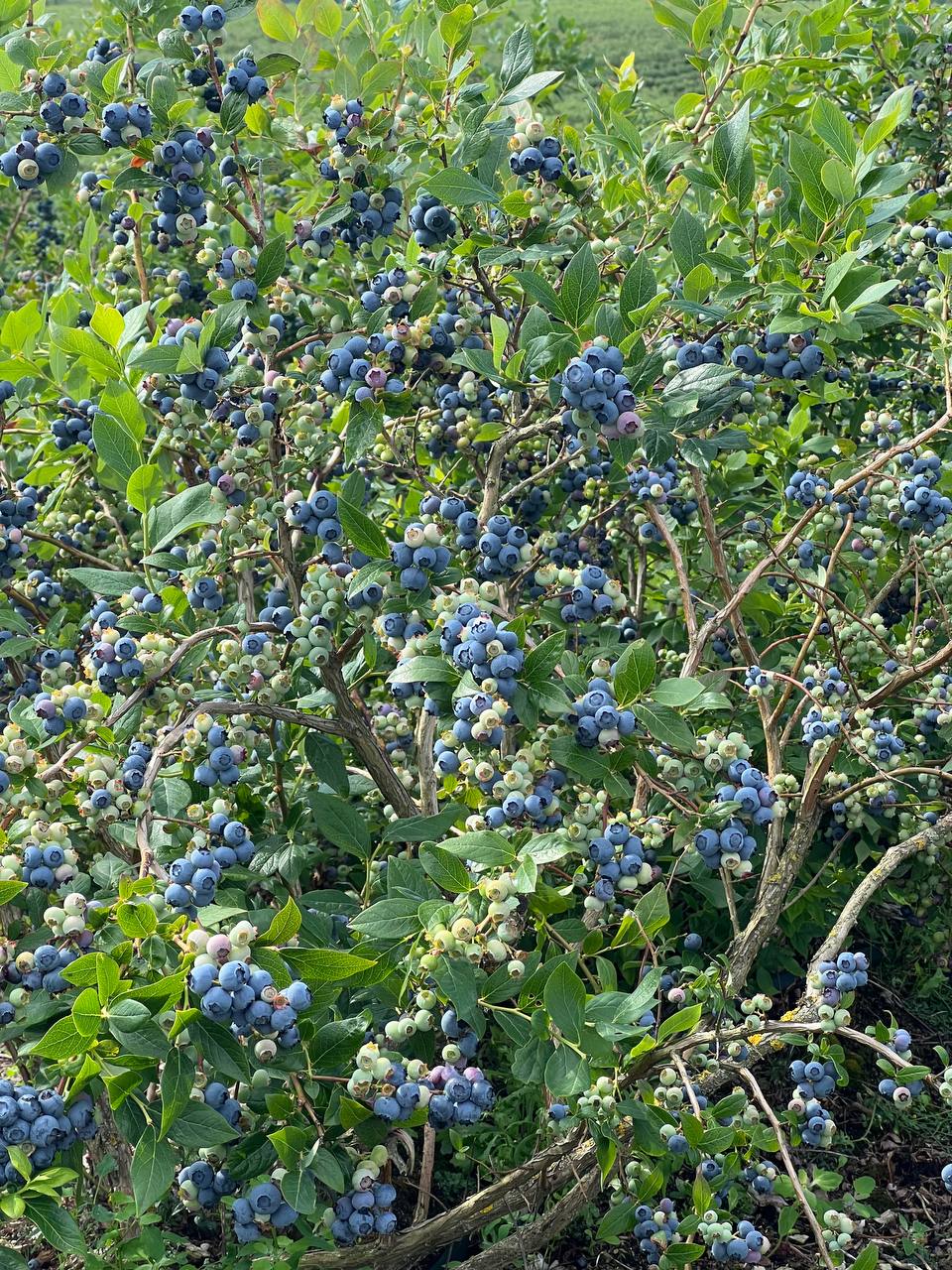 Šilauogė – jaunystės uoga