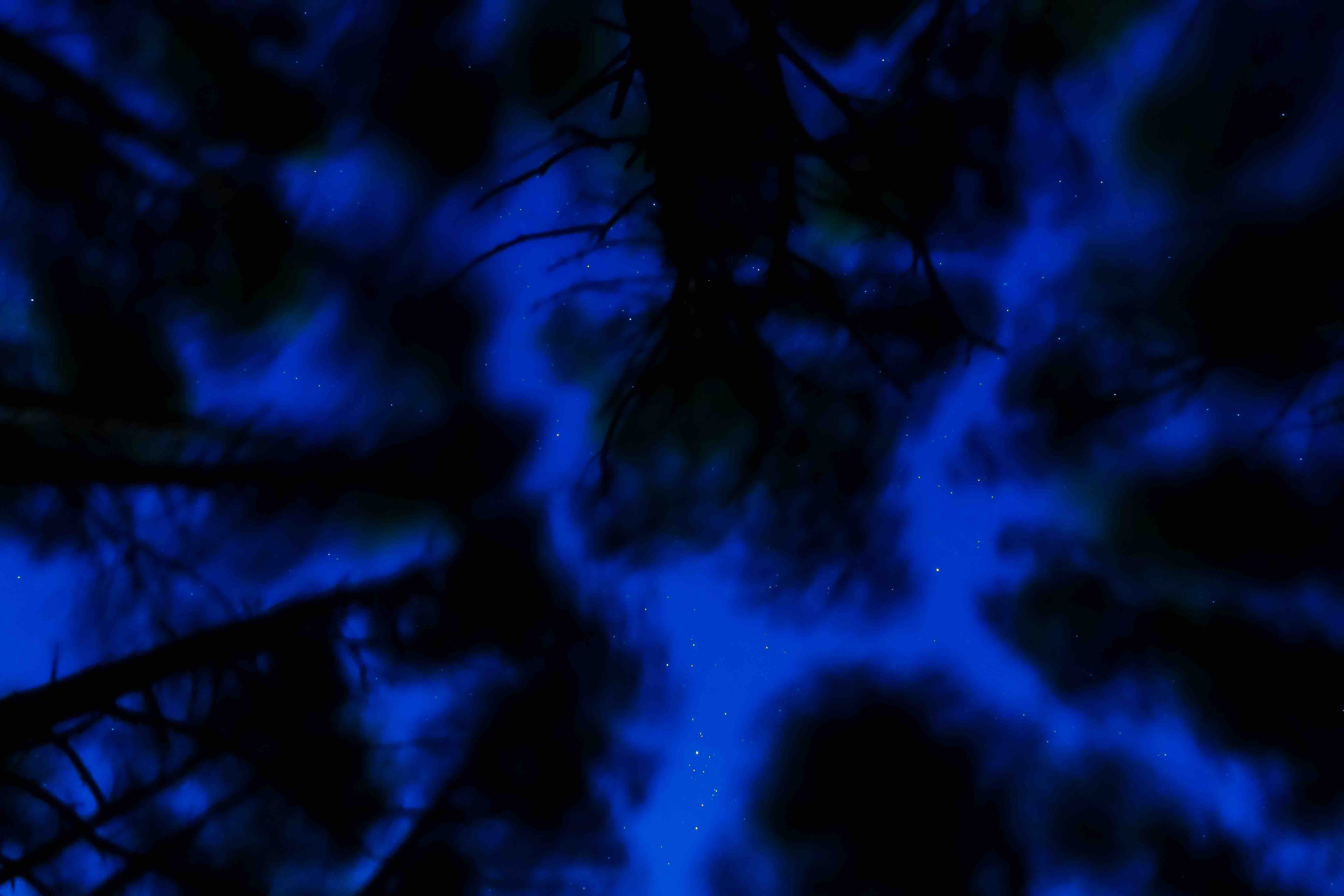 VILKAI IR VARNAI. Apie juos kuria legendas